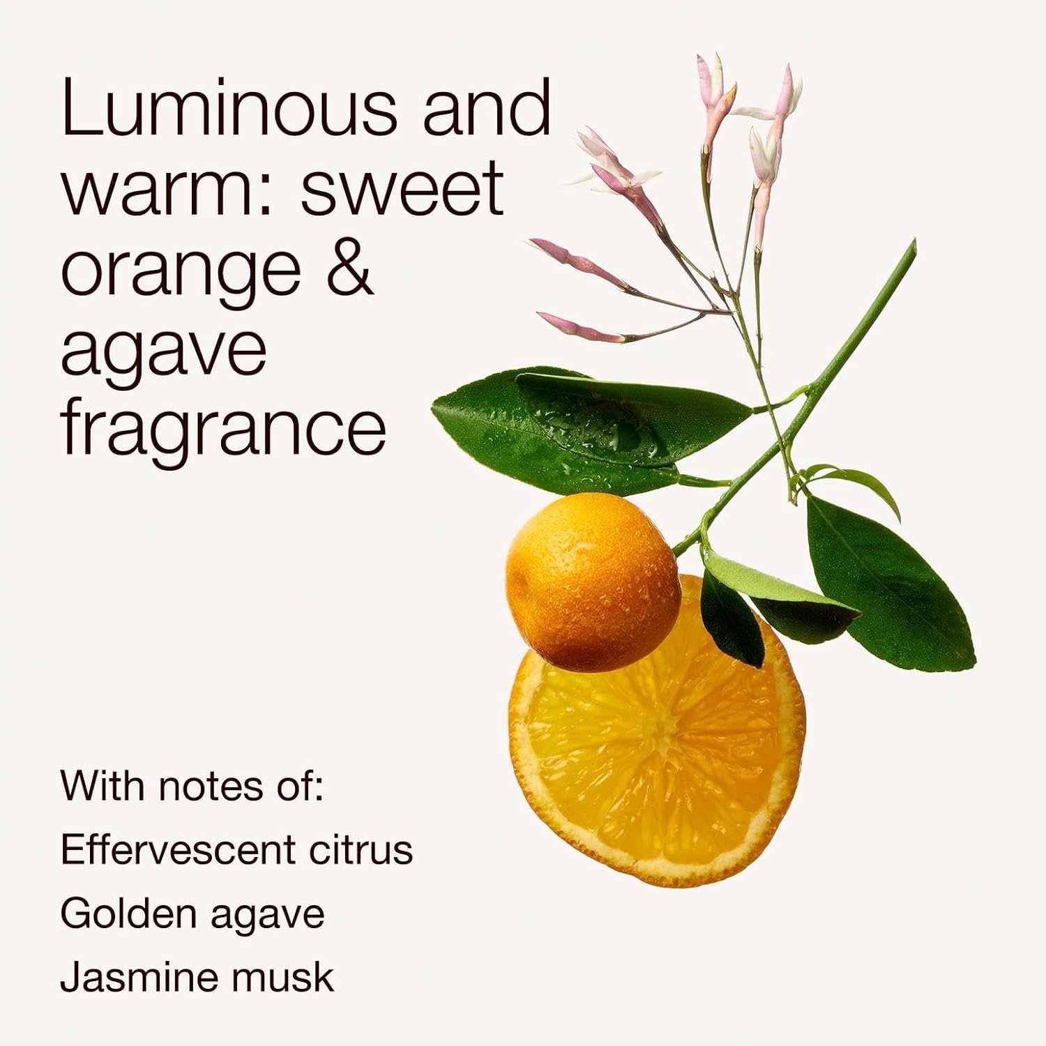 Bath & Body Works Single Wick Candle, Sweet Orange & Agave Candle, Long-Lasting Burn Up to 45 Hours, Exclusively Fragranced Soy Wax Blend, 8 oz - 1 Pack