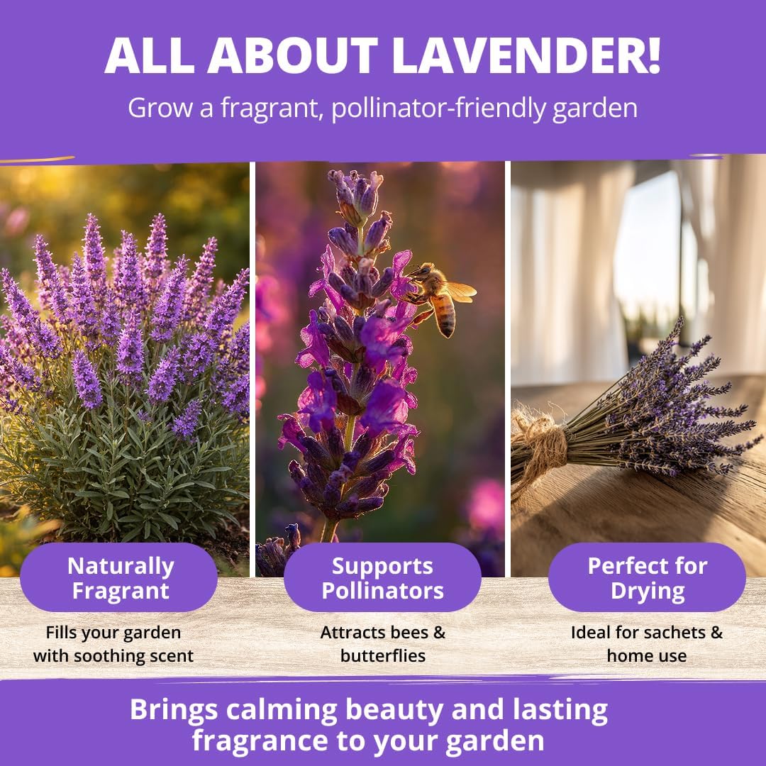 HOME GROWN Non GMO English Lavender Seeds 3,000+ Wildflower Seed for Planting Indoor/Outdoor, High Germination, Plant Flower Seeds (Lavandula antustifolia)