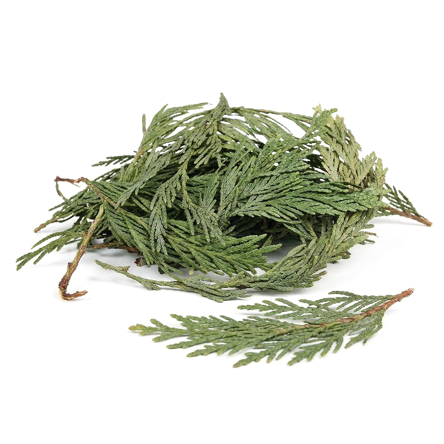 NY Spice Shop Natural Cedar Leaf Whole - 2 Ounce Evergreen Leaves - Raw Aromatic Botanical - Thuja occidentalis - Cut & Dried Herb - Bulk Herbal Ingredient for Crafting Incense or Potpourri