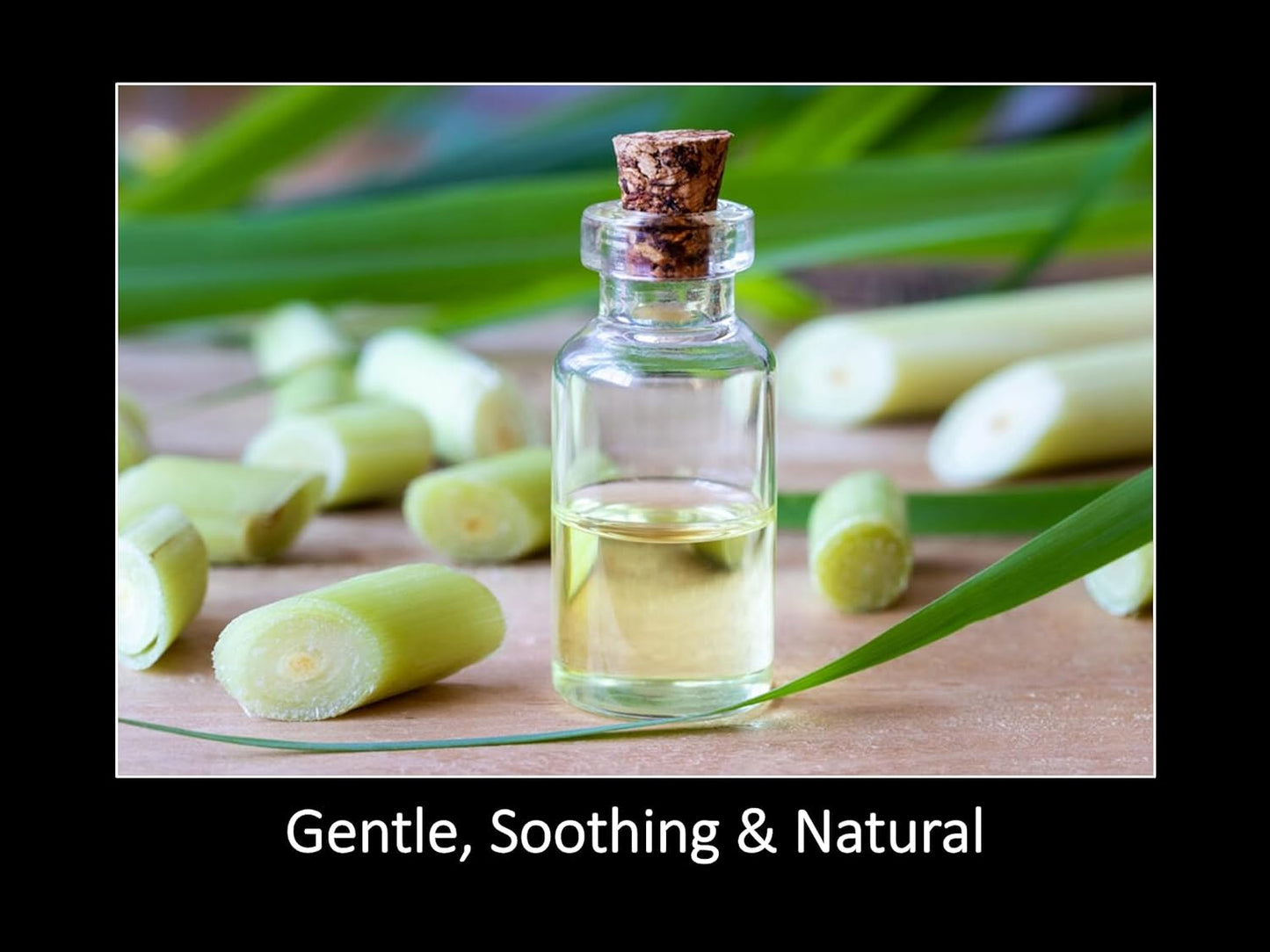 DAANA Lemongrass Essential Oil : Pure, Undiluted (2 fl Oz)