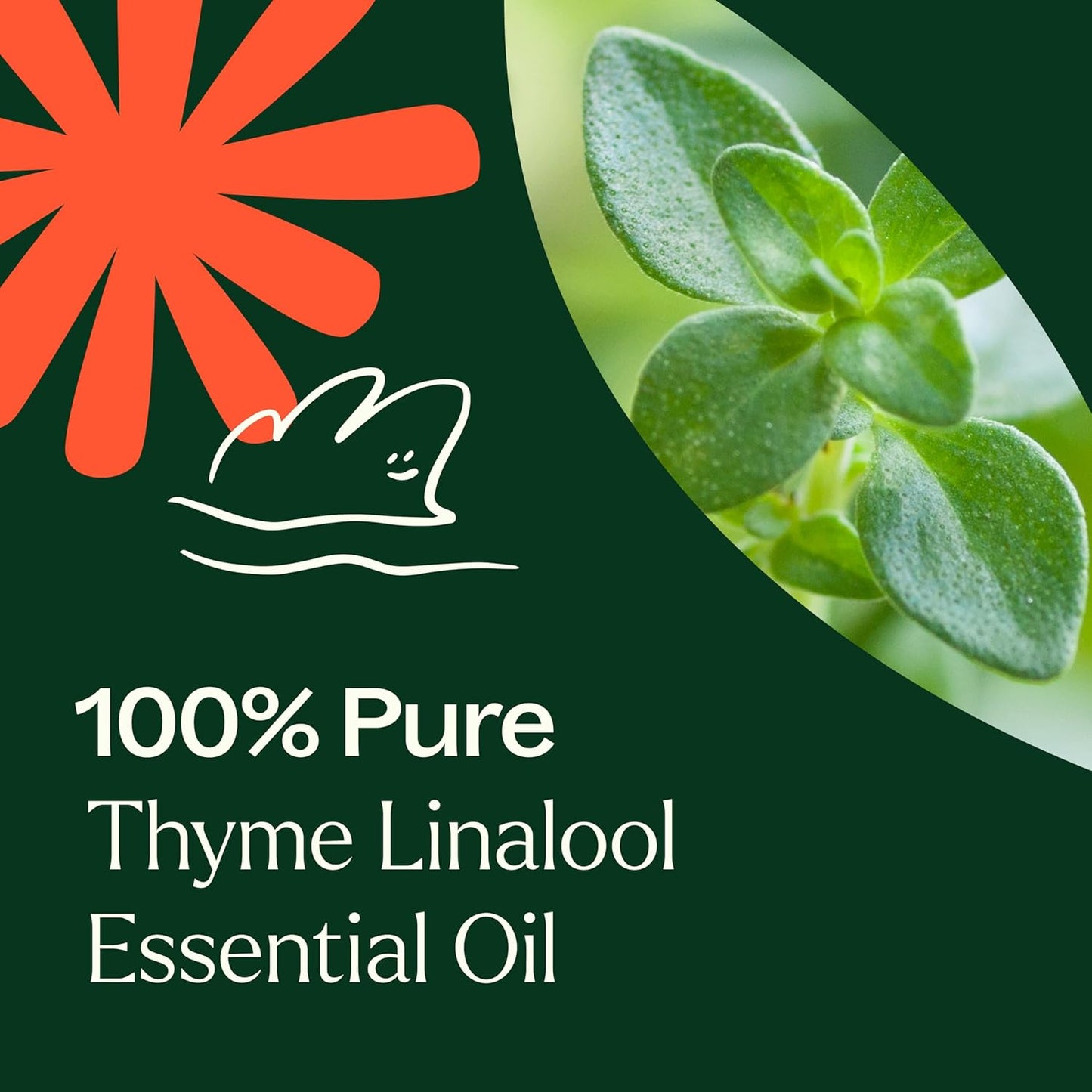 Plant Therapy Thyme Linalool Essential Oil 10 mL (1/3 oz) 100% Pure Thyme Essential Oil, Undiluted, Immune Support
