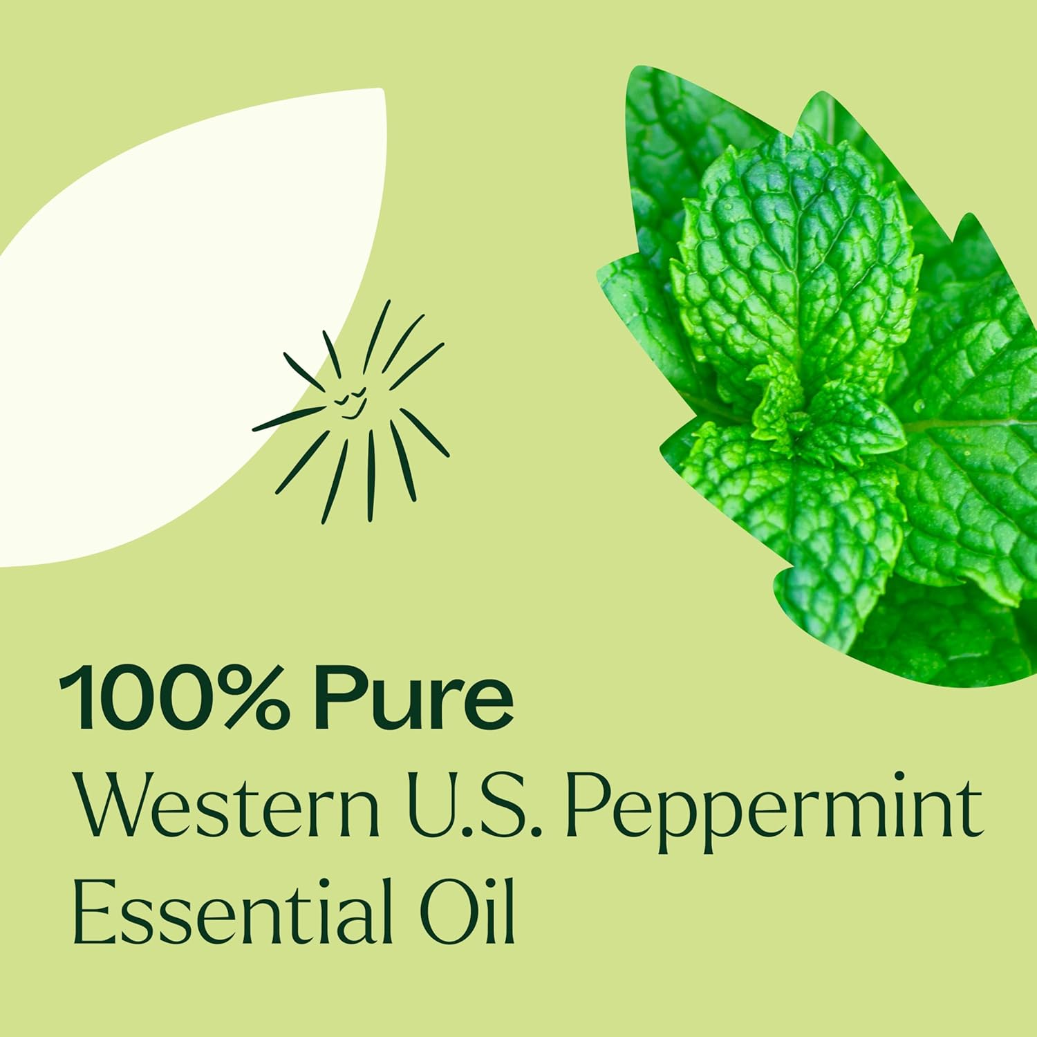 Plant Therapy Peppermint Western U.S. Essential Oil 10 mL (1/3 oz) 100% Pure, Undiluted, Aromatherapy; Attention, Focus, and Cooling Relief