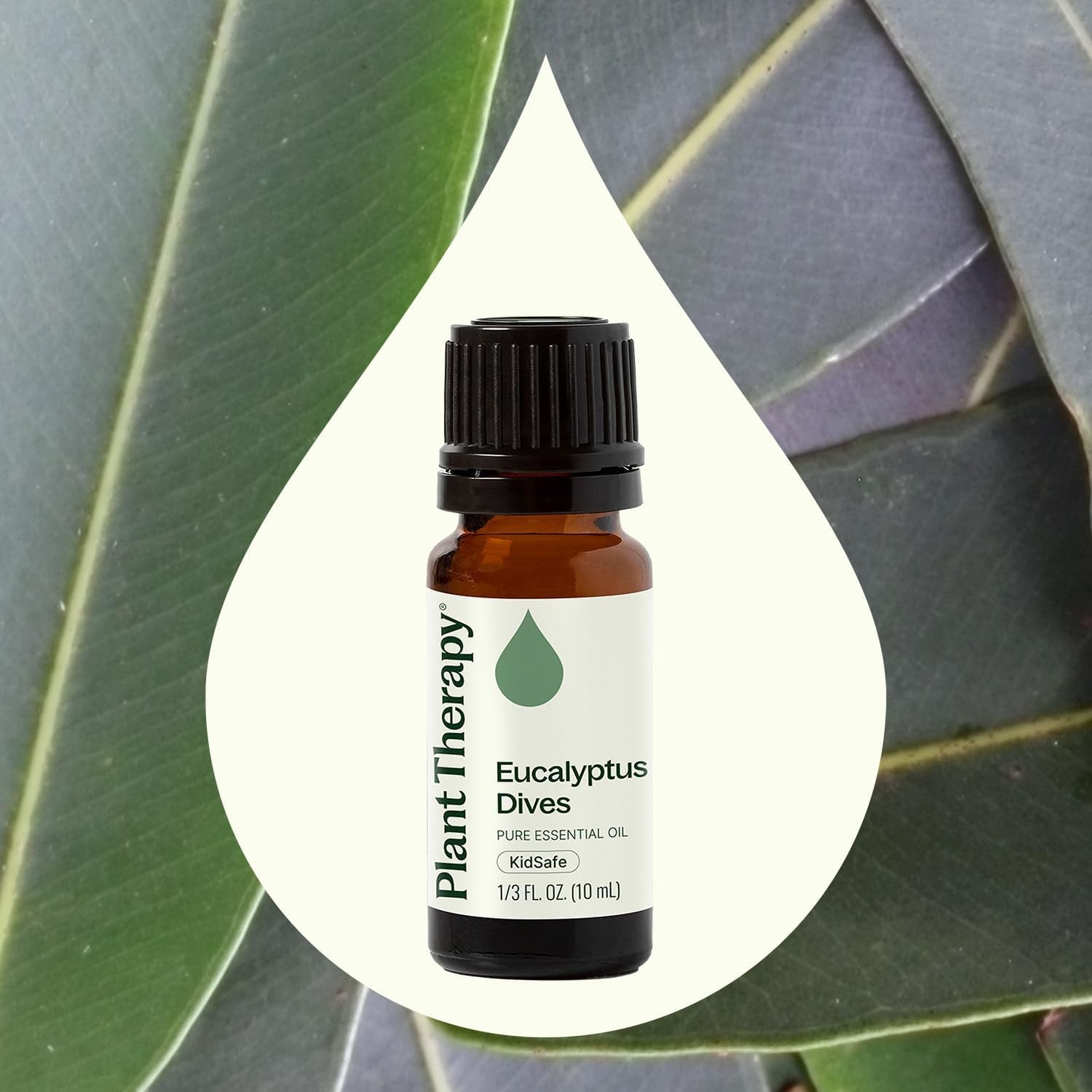 Plant Therapy Eucalyptus Dives Essential Oil 10 mL (1/3 oz) 100% Pure, Undiluted, Stimulating Aromatherapy Oil for Diffusing, Clearing & Refreshing