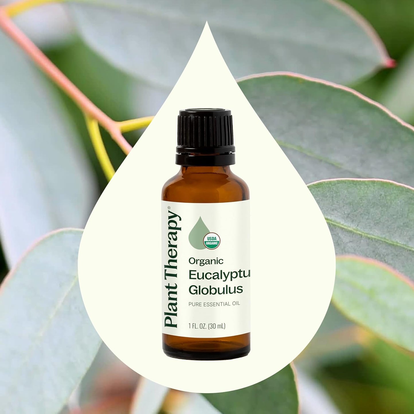 Plant Therapy Organic Eucalyptus Globulus Essential Oils 30 mL (1 oz), 100% Pure, USDA Certified Organic, Undiluted, Natural Aromatherapy for Respiratory Support & Focus