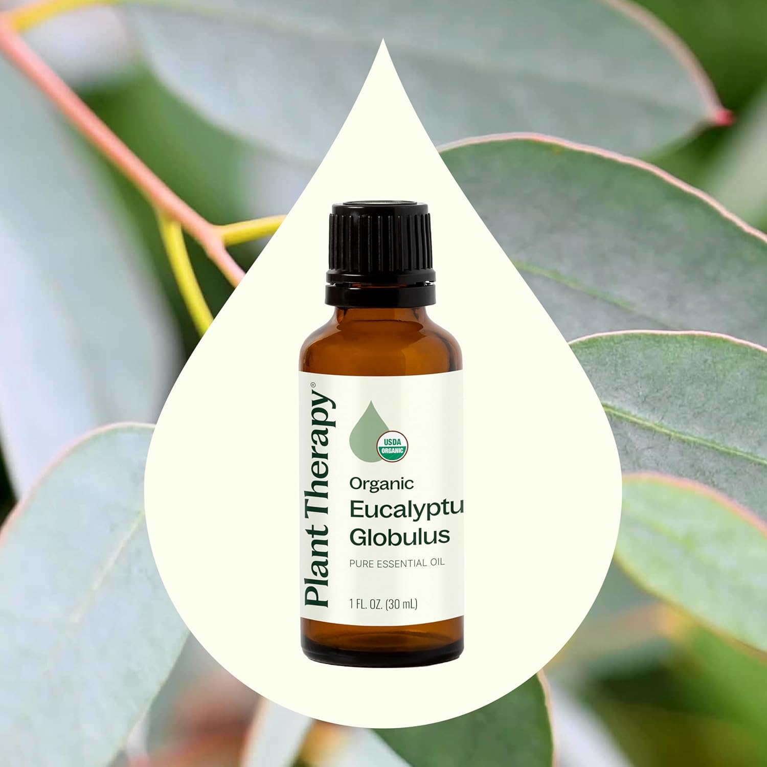 Plant Therapy Organic Eucalyptus Globulus Essential Oils 30 mL (1 oz), 100% Pure, USDA Certified Organic, Undiluted, Natural Aromatherapy for Respiratory Support & Focus