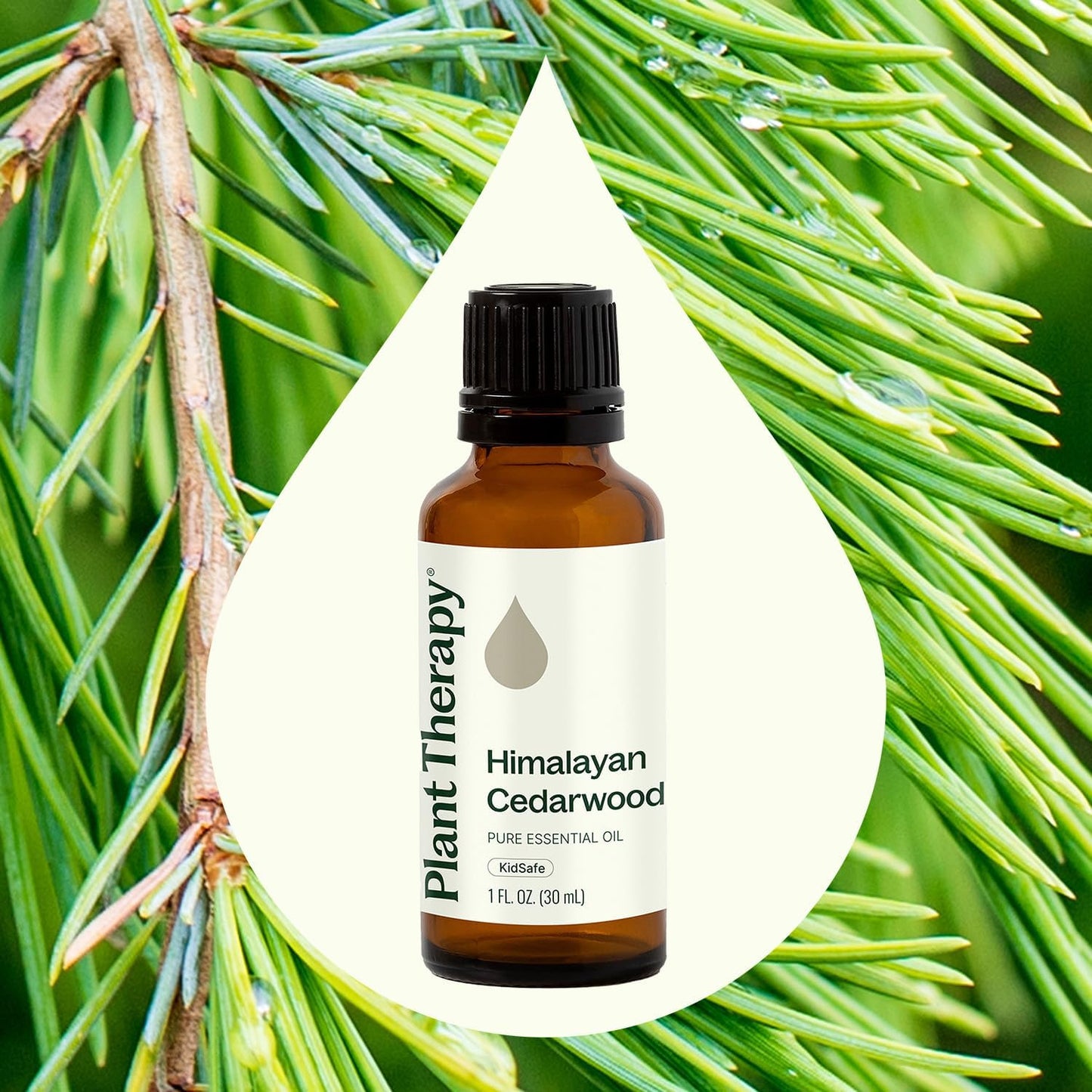 Plant Therapy Himalayan Cedarwood Essential Oil 30 mL (1 oz) 100% Pure, Undiluted, Refreshing Aromatherapy for Mental Focus and Clear
