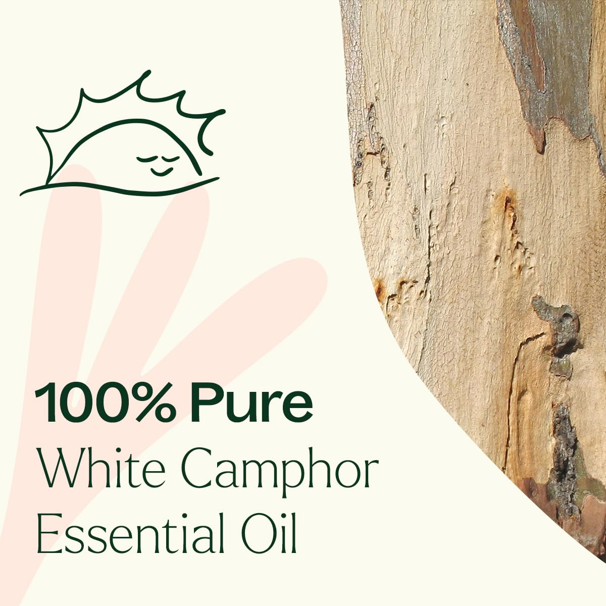 Plant Therapy White Camphor Essential Oil 30 mL (1 oz) 100% Pure, Undiluted, Supports Respiratory Health