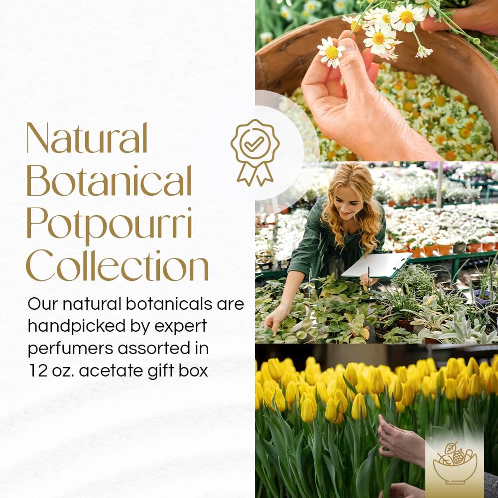 Gonesh - Potpourri - Home Decor - Natural Botanicals & Fresh Fragrances- Tulip - 12 oz. Acetate Gift Box