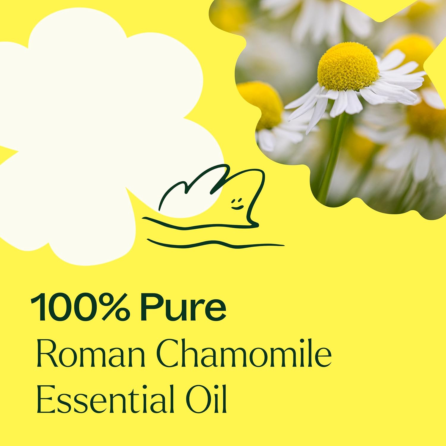 Plant Therapy Roman Chamomile Essential Oil 5 mL (1/6 oz) 100% Pure, Undiluted, Natural Aromatherapy for Relaxation and Stress Relief