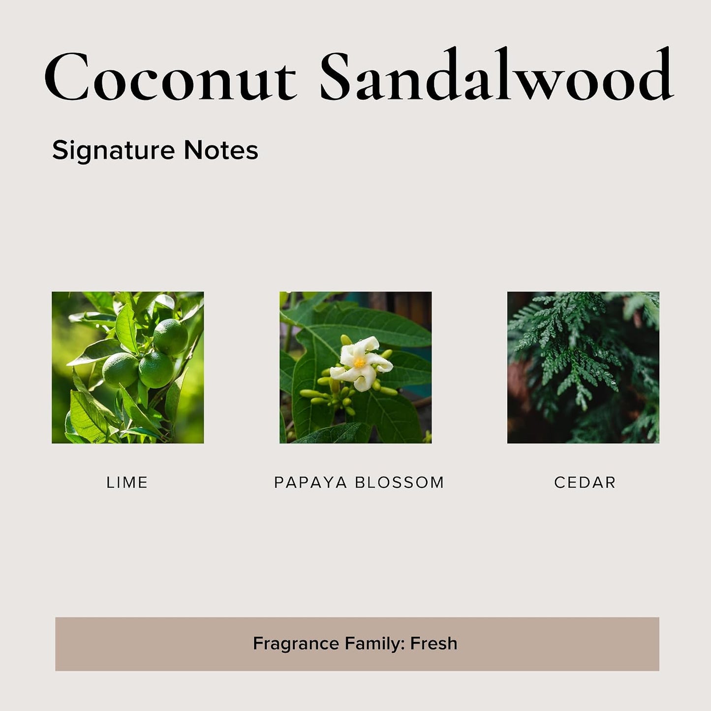 Broken Top Coconut Sandalwood Pure Soy Candle | 9 oz. | Lime, Papaya & Cedar. 50-Hour Burn Time. Natural Cotton Wick, Vegan, No Parabens, No Phthalates