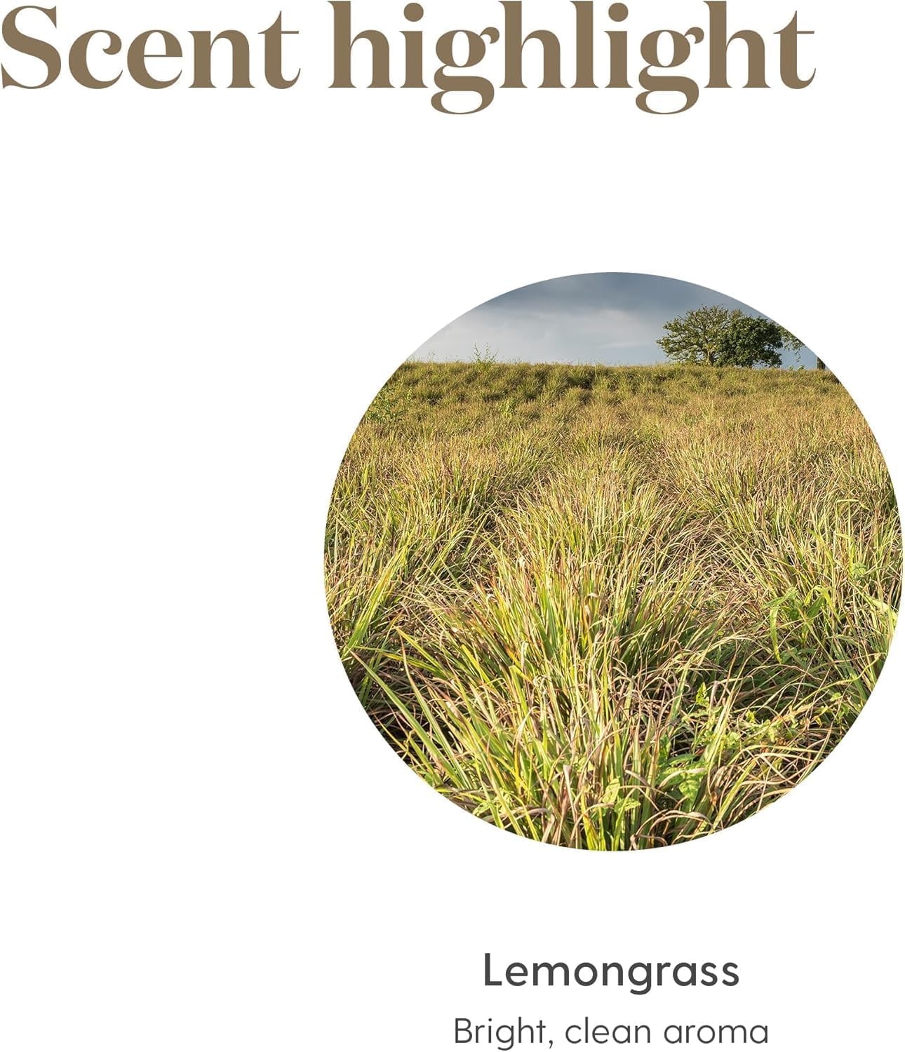 Lemongrass Essential Oil by Young Living, 15 Milliliters, Topical and Aromatic