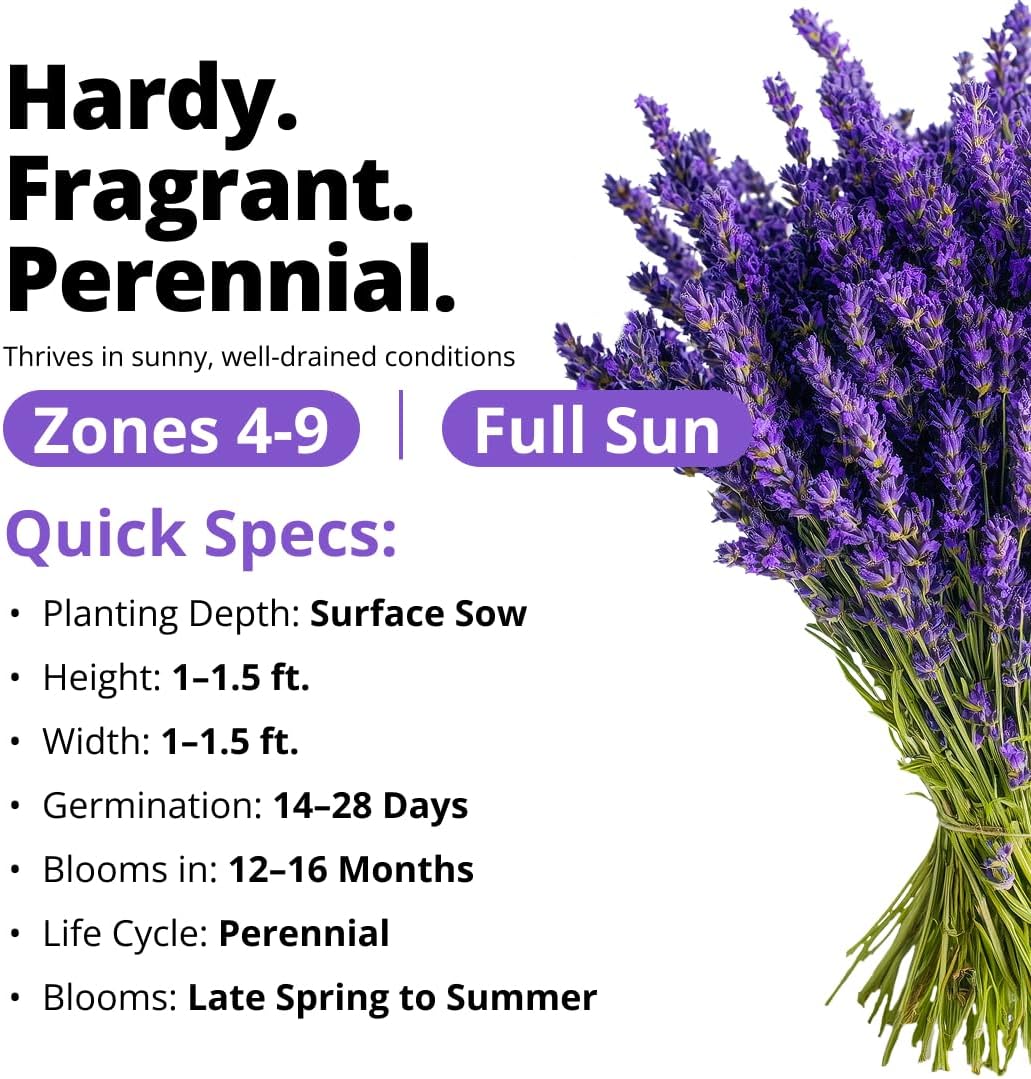 HOME GROWN Non GMO English Lavender Seeds 3,000+ Wildflower Seed for Planting Indoor/Outdoor, High Germination, Plant Flower Seeds (Lavandula antustifolia)