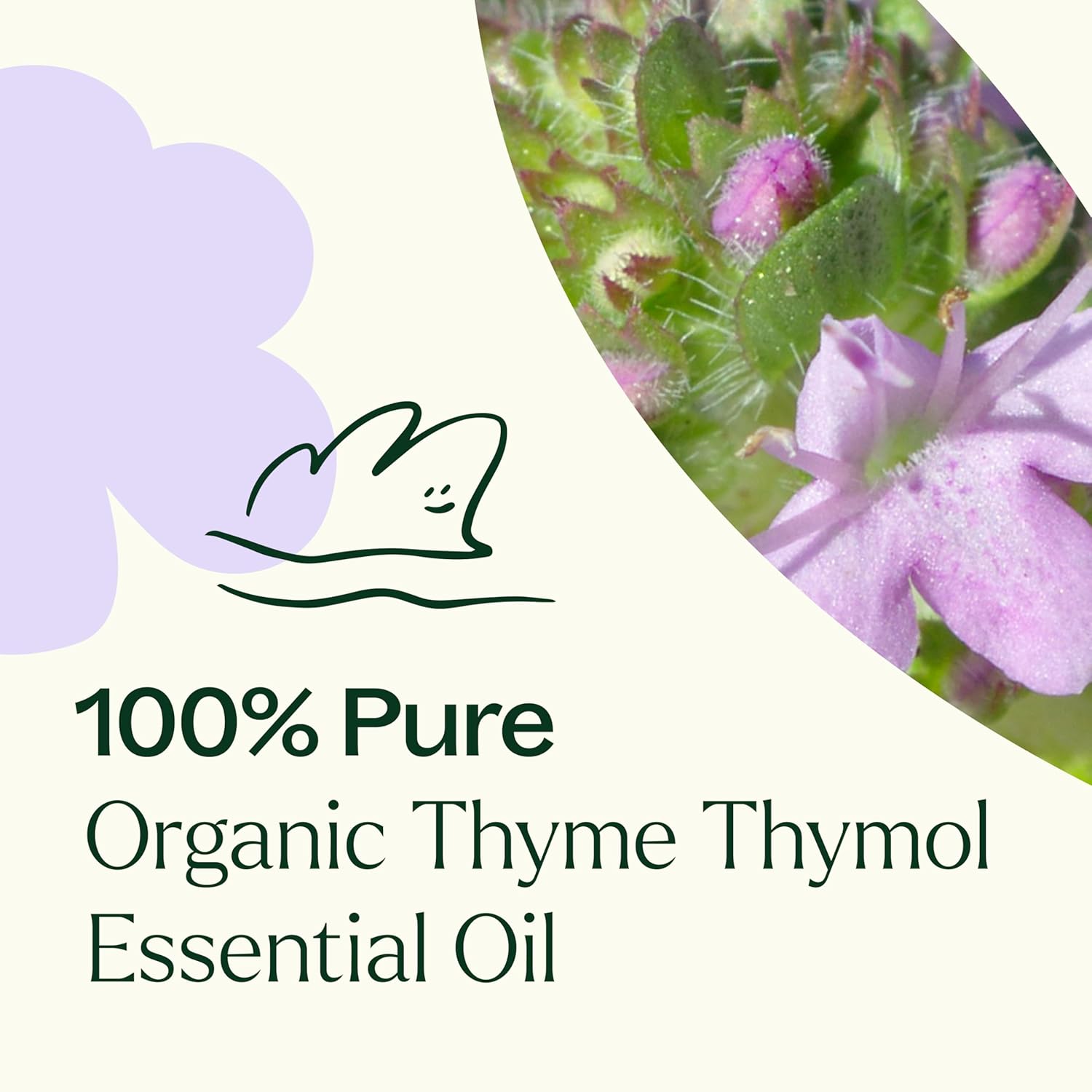 Plant Therapy Thyme Thymol Organic Essential Oil 10 mL (1/3 oz) 100% Pure, Undiluted, Powerful Warm-Herbaceous Scent