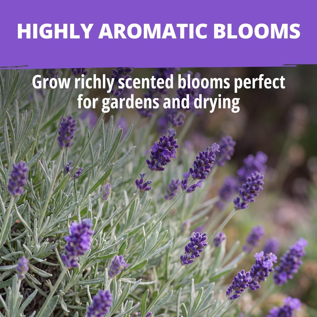 HOME GROWN Non GMO English Lavender Seeds 3,000+ Wildflower Seed for Planting Indoor/Outdoor, High Germination, Plant Flower Seeds (Lavandula antustifolia)