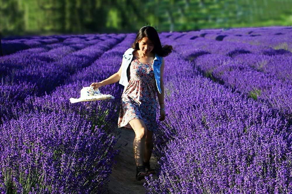 TooGet Lavender Sachet Bags, Natural Ultra Blue Lavender Buds for Home Fragrance, Room Decorations and Fresh Flowers Scent Sachets - Pack of 6