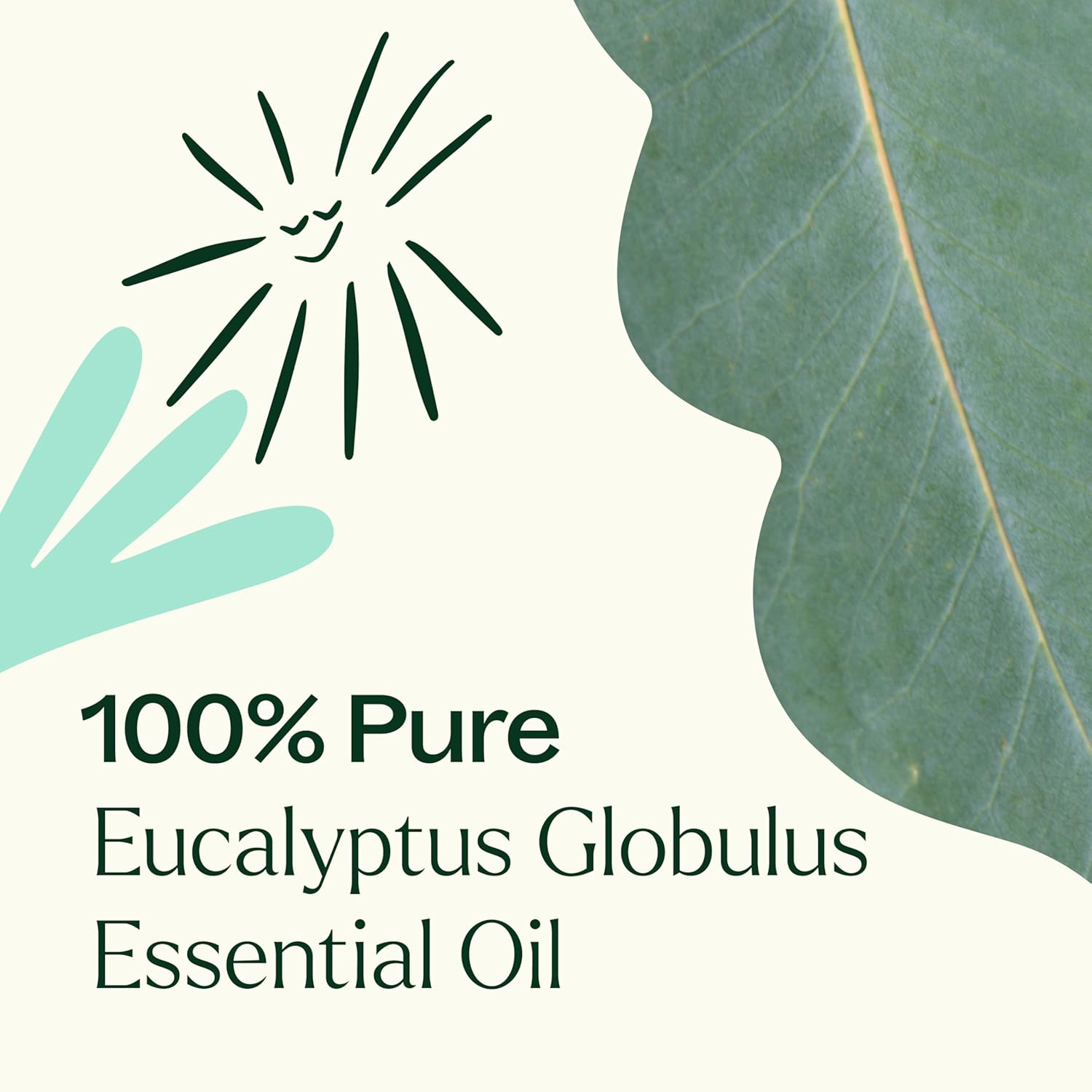 Plant Therapy Eucalyptus Globulus Essential Oil, 100 mL (3.3 oz), for Diffuser, Skin, Hair, Aromatherapy DIYs, and Clear Breathing, 100% Pure and Undiluted