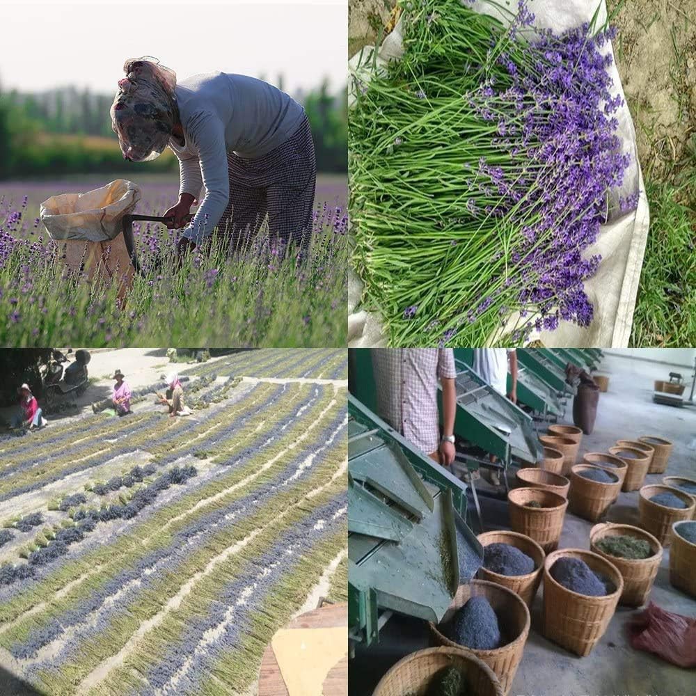 TooGet Lavender Sachet Bags, Natural Ultra Blue Lavender Buds for Home Fragrance, Room Decorations and Fresh Flowers Scent Sachets - Pack of 6