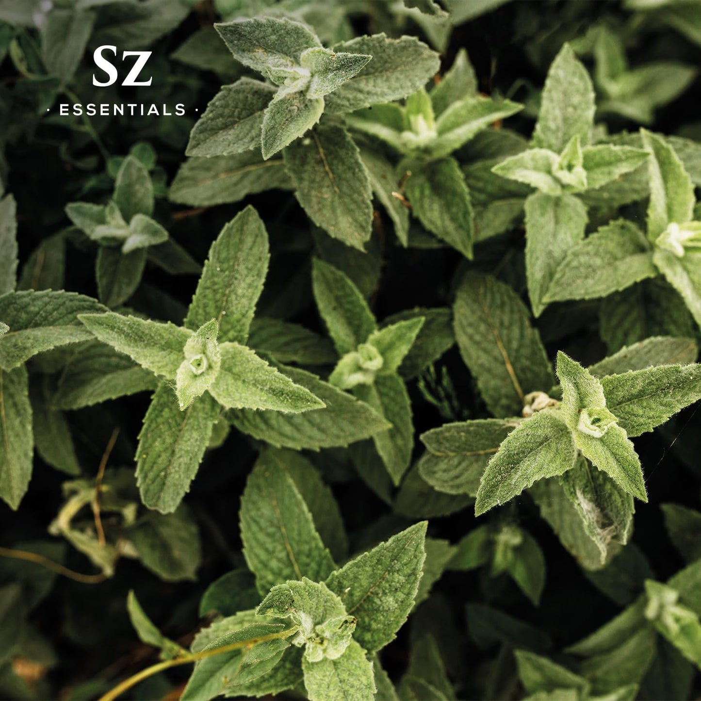 Spearmint Essential Oil – Sweet & Fresh Mint Aroma for Aromatherapy, Diffuser, Massage & Skincare – 100% Pure, Natural & Therapeutic Grade – Undiluted – 5mL