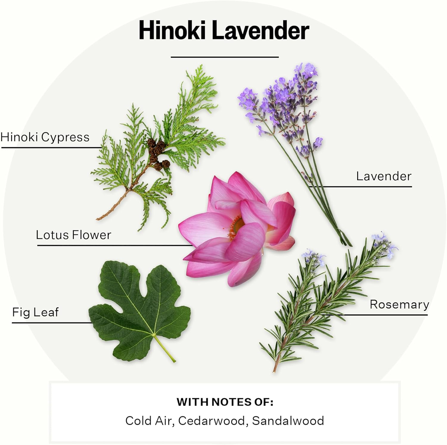 Apotheke Luxury Scented Reed Diffuser for Home, Hinoki Lavender - 6.7 Fl Oz Essential Oil Aromatherapy - 10 Rattan Scent Sticks Room Diffuser - Long-Lasting Fragrance for Bedroom, Home, Bathroom