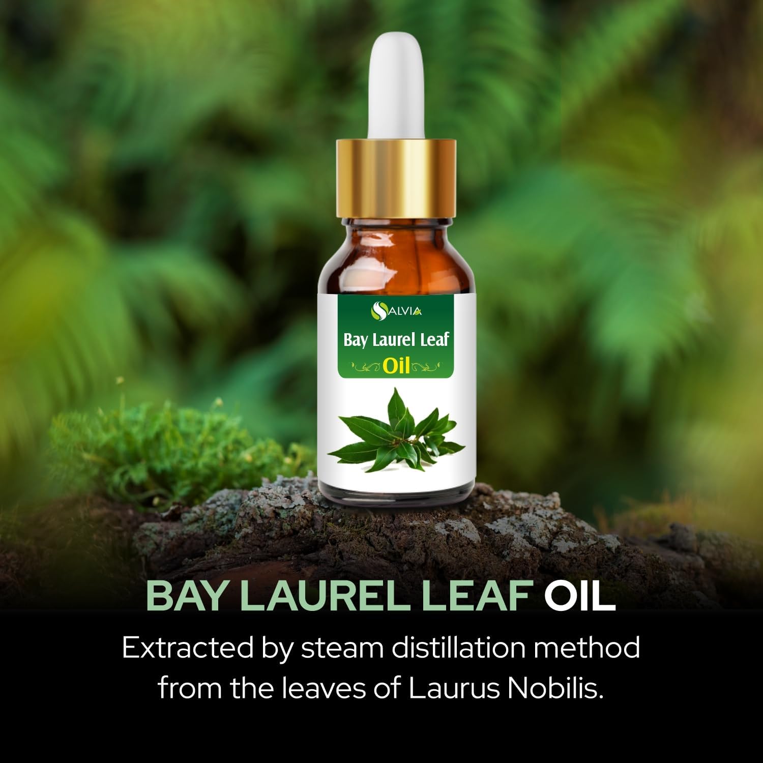 Salvia Bay Laurel Leaf Oil (Laurus Nobilis) 100% Pure & Natural Undiluted Essential Oil, 30ml/1.01fl oz