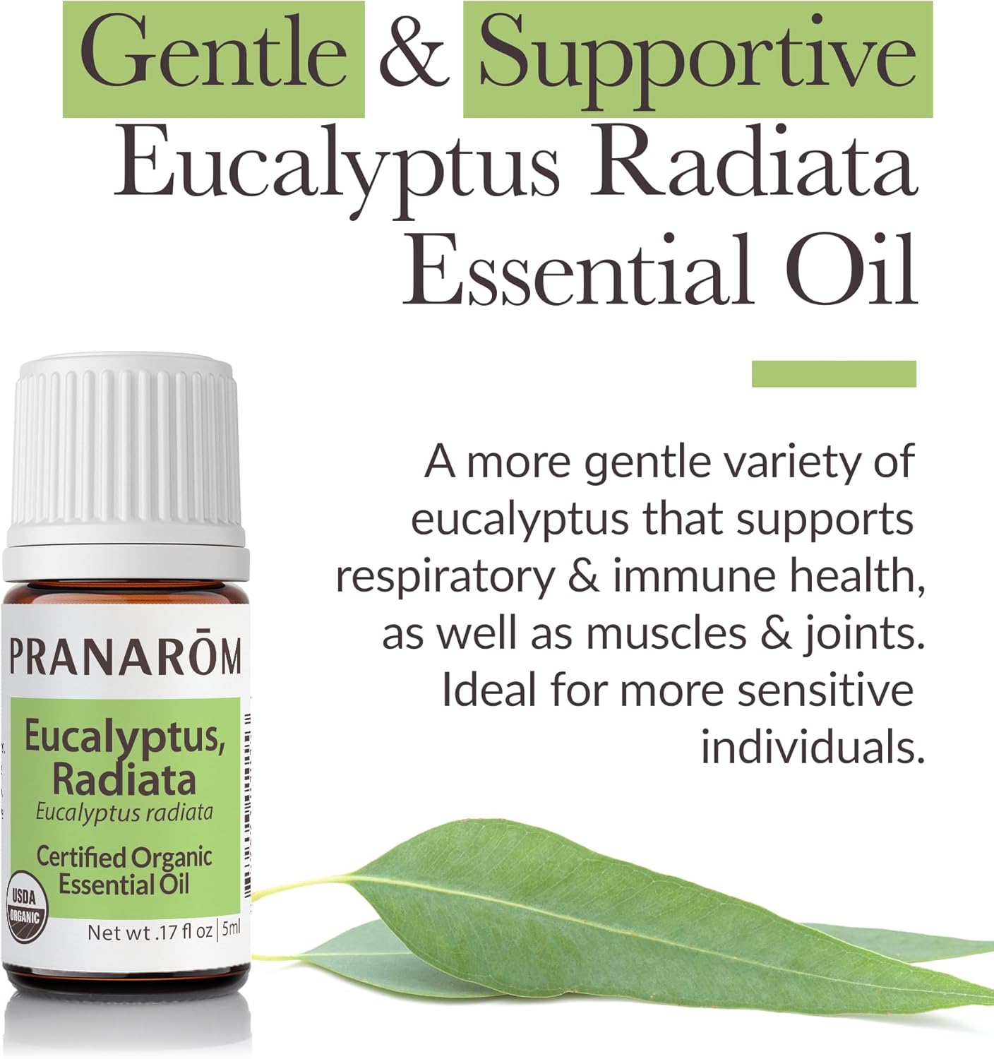 Pranarom - Eucalyptus Radiata Essential Oil 5ml - Diffusing for Relaxation Therapy - 100% Pure Organic Eucalyptus Oil - Gentle for Sensitive Skin