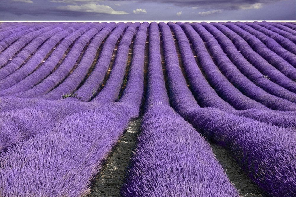 TooGet French Lavender Buds Top Grade Dried Lavender Flower 100% Pure and Natural Flowers Fresh Fragrance Large Resealable Bag - 4 OZ