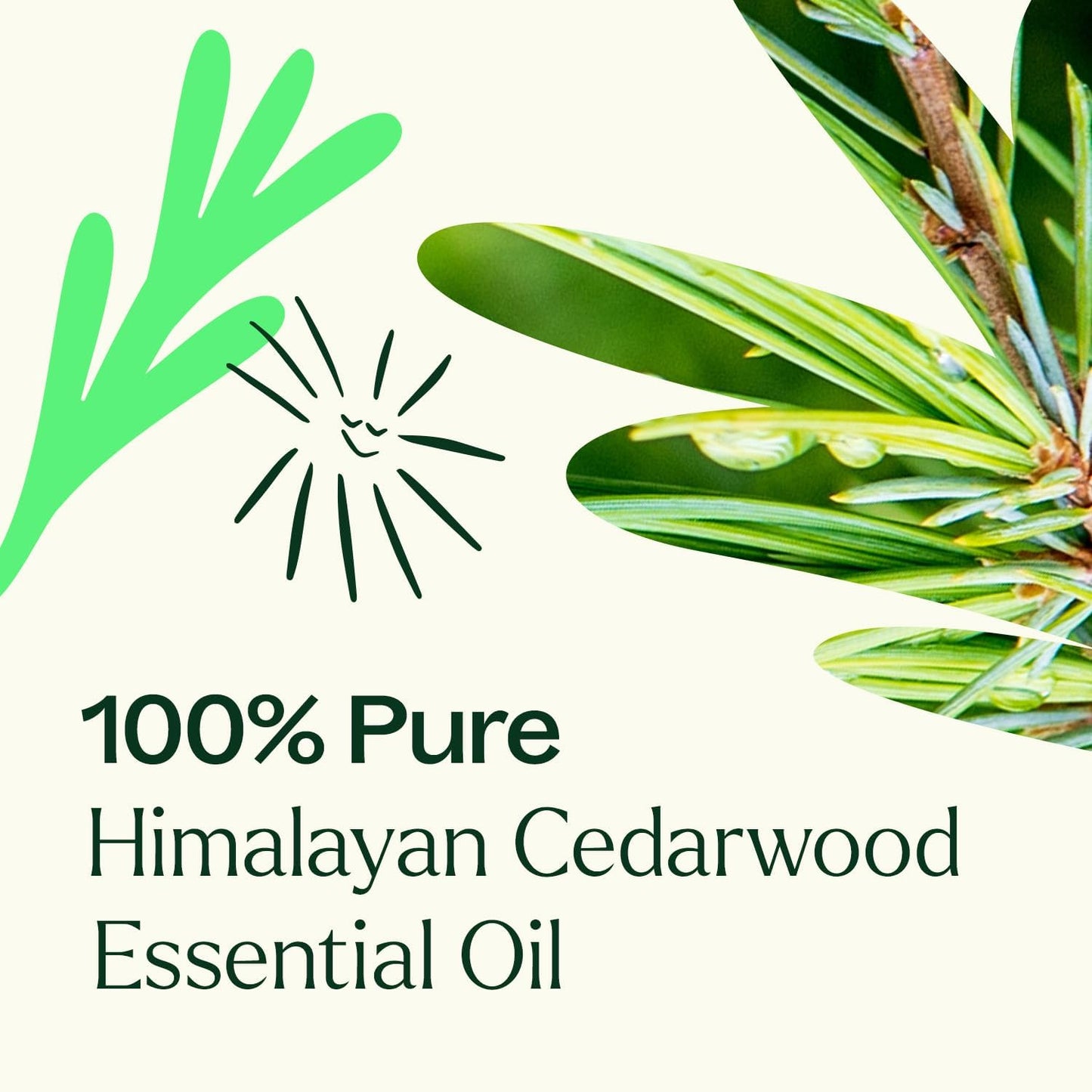 Plant Therapy Himalayan Cedarwood Essential Oil 30 mL (1 oz) 100% Pure, Undiluted, Refreshing Aromatherapy for Mental Focus and Clear