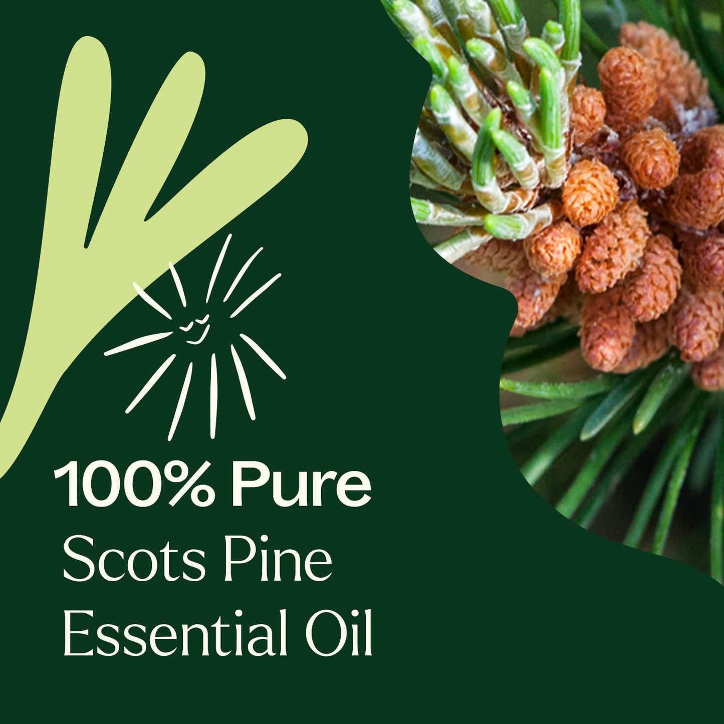 Plant Therapy Scots Pine Essential Oil 30 mL (1 oz) 100% Pure, Undiluted, Therapeutic Grade