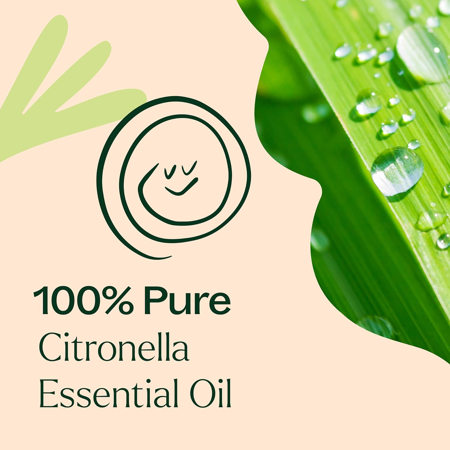 Plant Therapy Citronella Essential Oil 10 mL (1/3 oz) 100% Pure, Undiluted, Citronella Oil for Aromatherapy, Diffuser, Candle Making, Skin Care, Outdoors