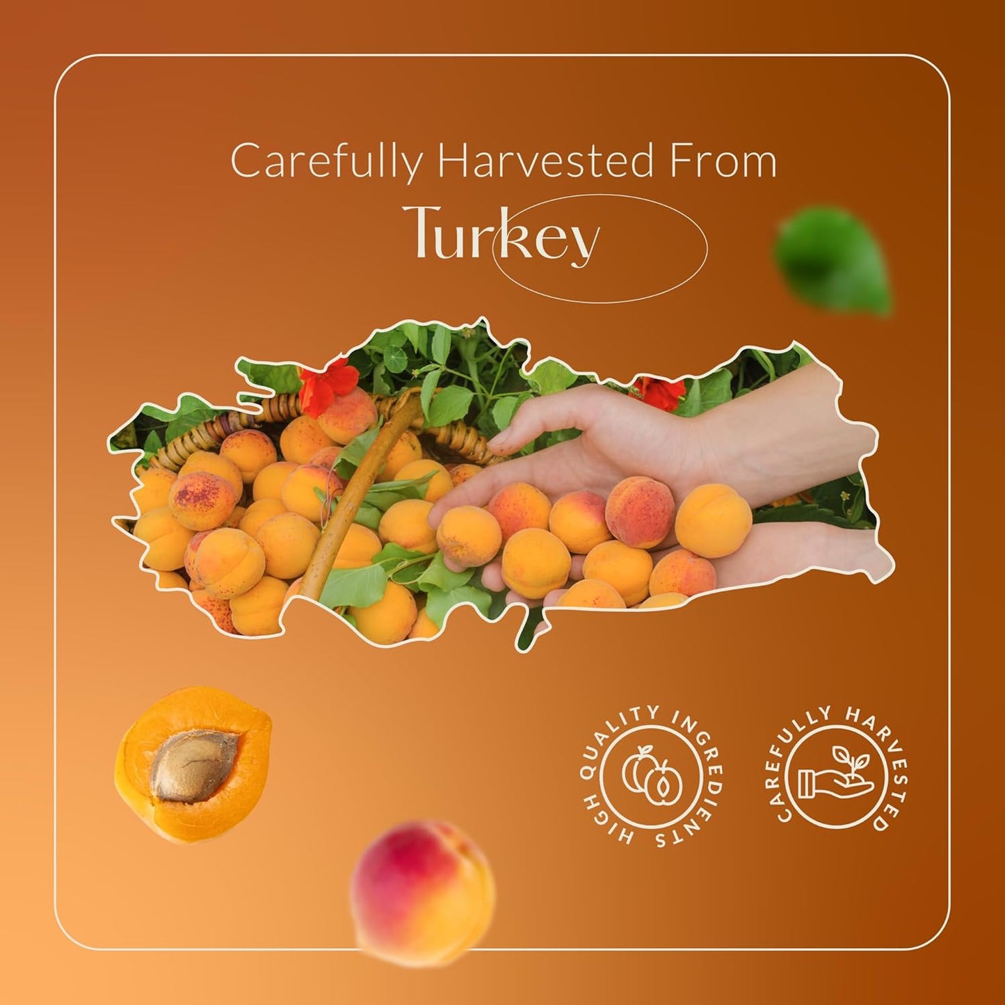HBNO Organic Virgin Apricot Oil - 4 oz (120ml) Value Size - Ideal for Shampoos, Conditioners, Lip Balms, Face wash, Lotions, and Skin Care Products.
