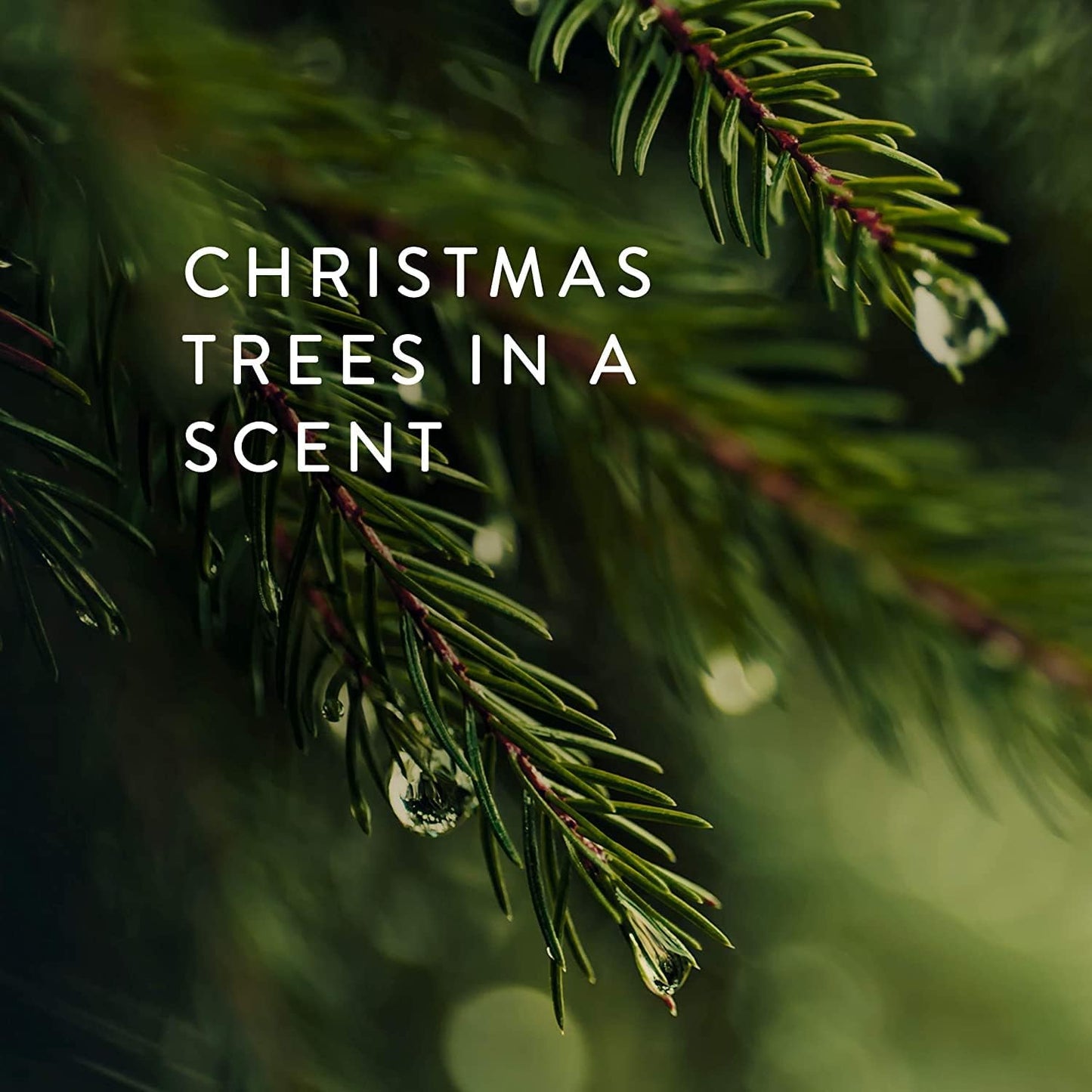 Thymes Frasier Fir Candle – Pine Needle Design – Holiday Scented Candle – Notes of Crisp Siberian Fir, Cedarwood & Sandalwood – Luxury Home Fragrance Gifts for Women & Men – Silver (Statement, 6.5 oz)