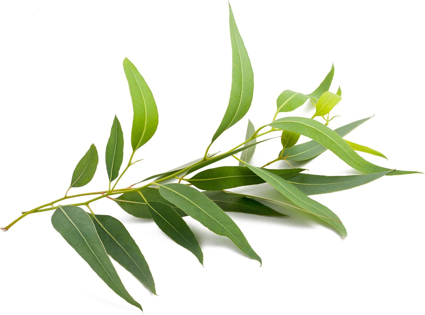 US Organic 100% Pure Eucalyptus Essential Oil (Globulus) - USDA Certified Organic, Steam Distilled - W/Euro droppers (More Size Variations Available) (30 ml / 1 fl oz)
