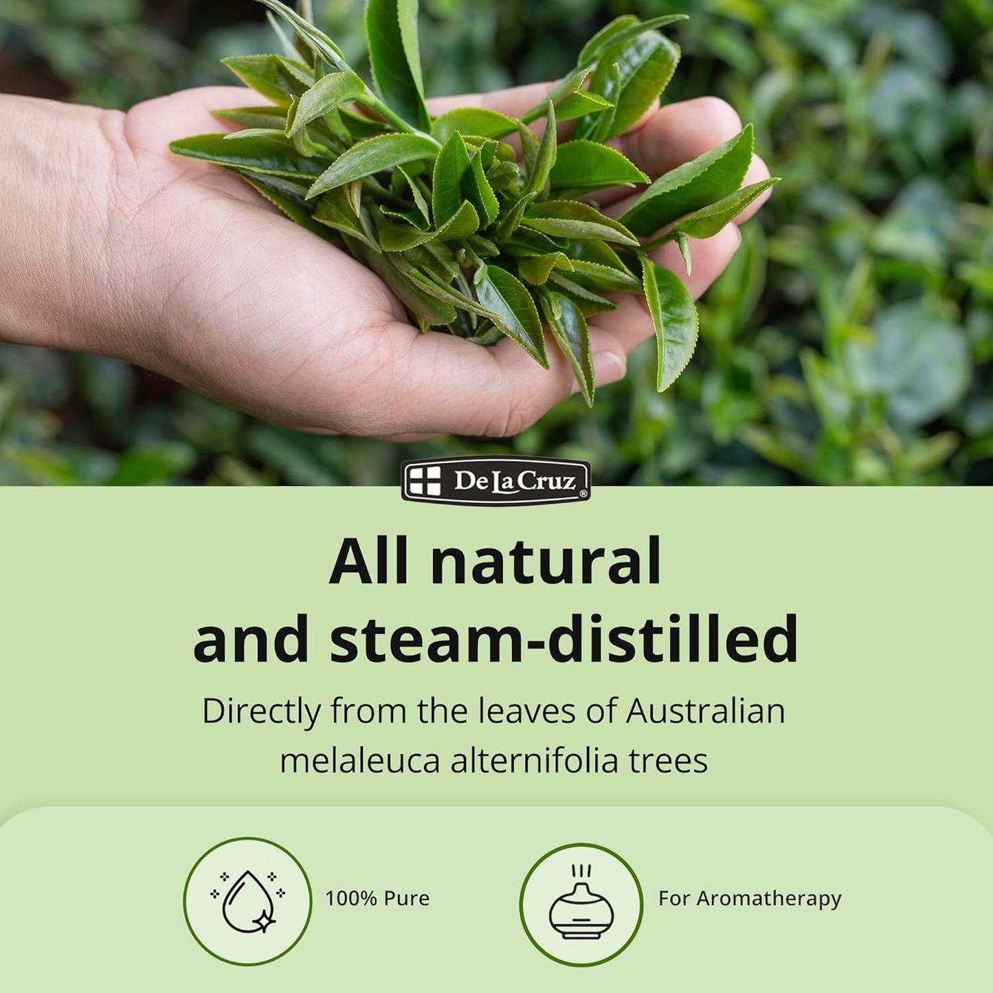 De La Cruz 100% Pure Tea Tree Essential Oil from Australia - Steam Distilled for Aromatherapy - 1 FL OZ (30 mL)