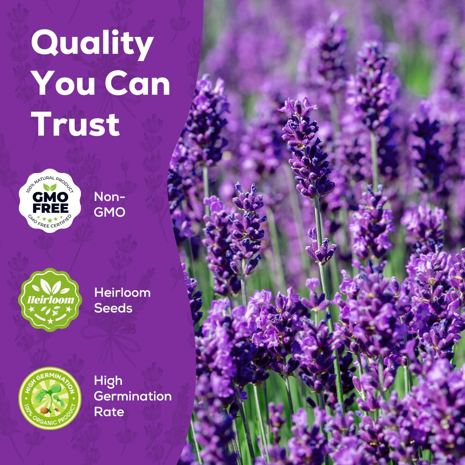 English Lavender Seeds for Planting - 1500+ Heirloom Seeds - High Germination, Fragrant Purple Flowers Herb Seeds for Home Garden, Indoor/Outdoor