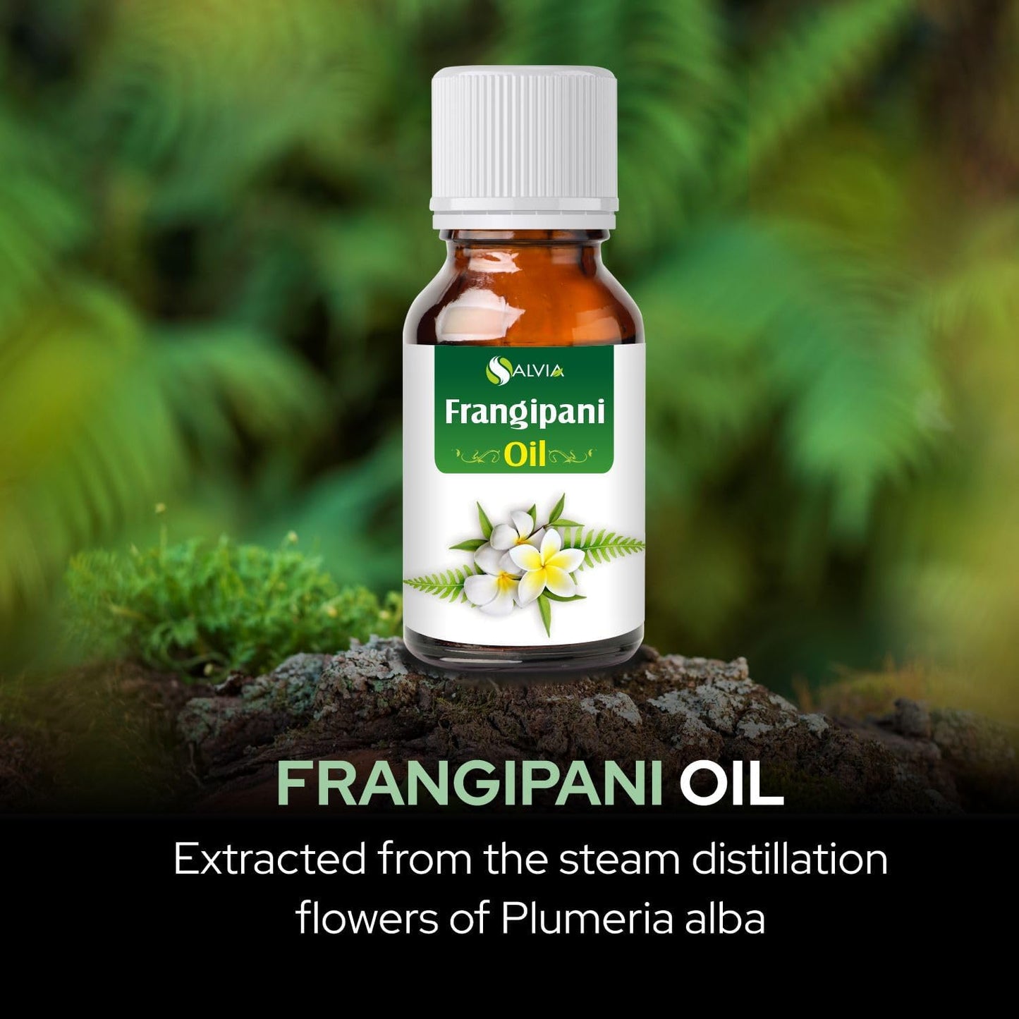 Frangipani Oil (Plumeria) |100% Pure & Natural Undiluted Essential Oil Organic Standard| Perfect for Massage & Aromatherapy - 30ml