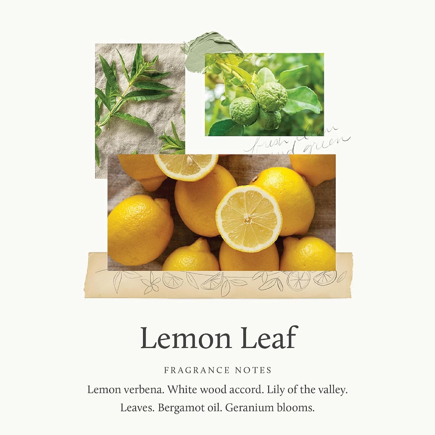 Thymes Reed Diffuser Oil Refill – Fragrance Oil for Diffuser Refill – Flameless Home Fragrance – Home Luxury Scents with Notes of Lemon Verbena, Lily of the Valley & Bergamot (Lemon Leaf, 7.75 fl oz)