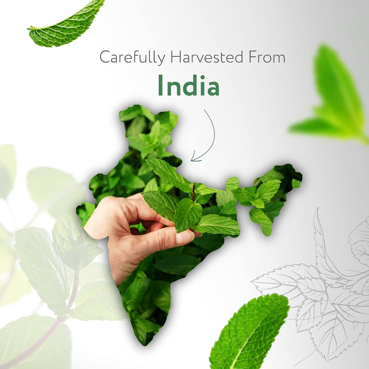 HBNO Peppermint Essential Oil - Huge 4 oz (120ml) and HBNO Organic Eucalyptus Essential Oil (Globulus) - Huge 4 oz (120ml)