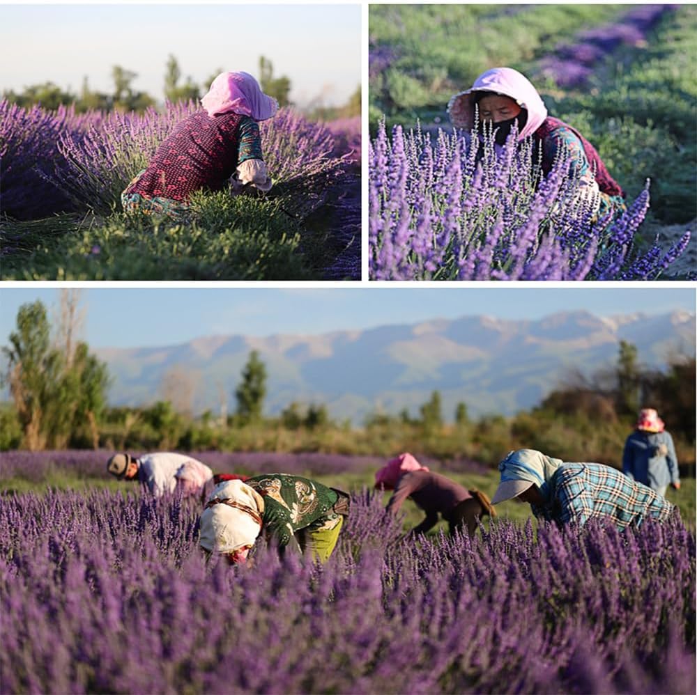 TooGet Lavender Dried Ultra Blue Bundles 400+ Stems (16" - 18" Long) for Home Decor, Crafts, Gift,Wedding or Any Occasion