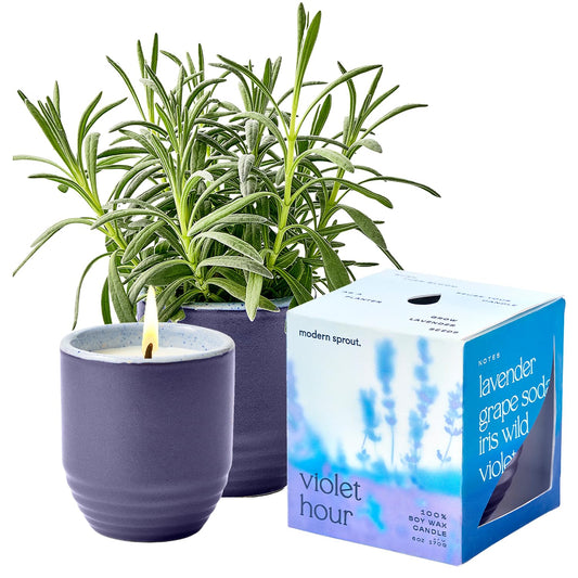 Modern Sprout - 2-in-1 Soy Candle & Planter - Violet Hour (Lavender