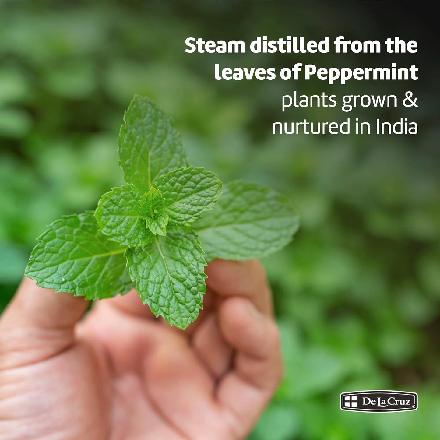 De La Cruz Peppermint Essential Oil - 100% Peppermint Oil for Aromatherapy - Steam Distilled - 2 Fl OZ