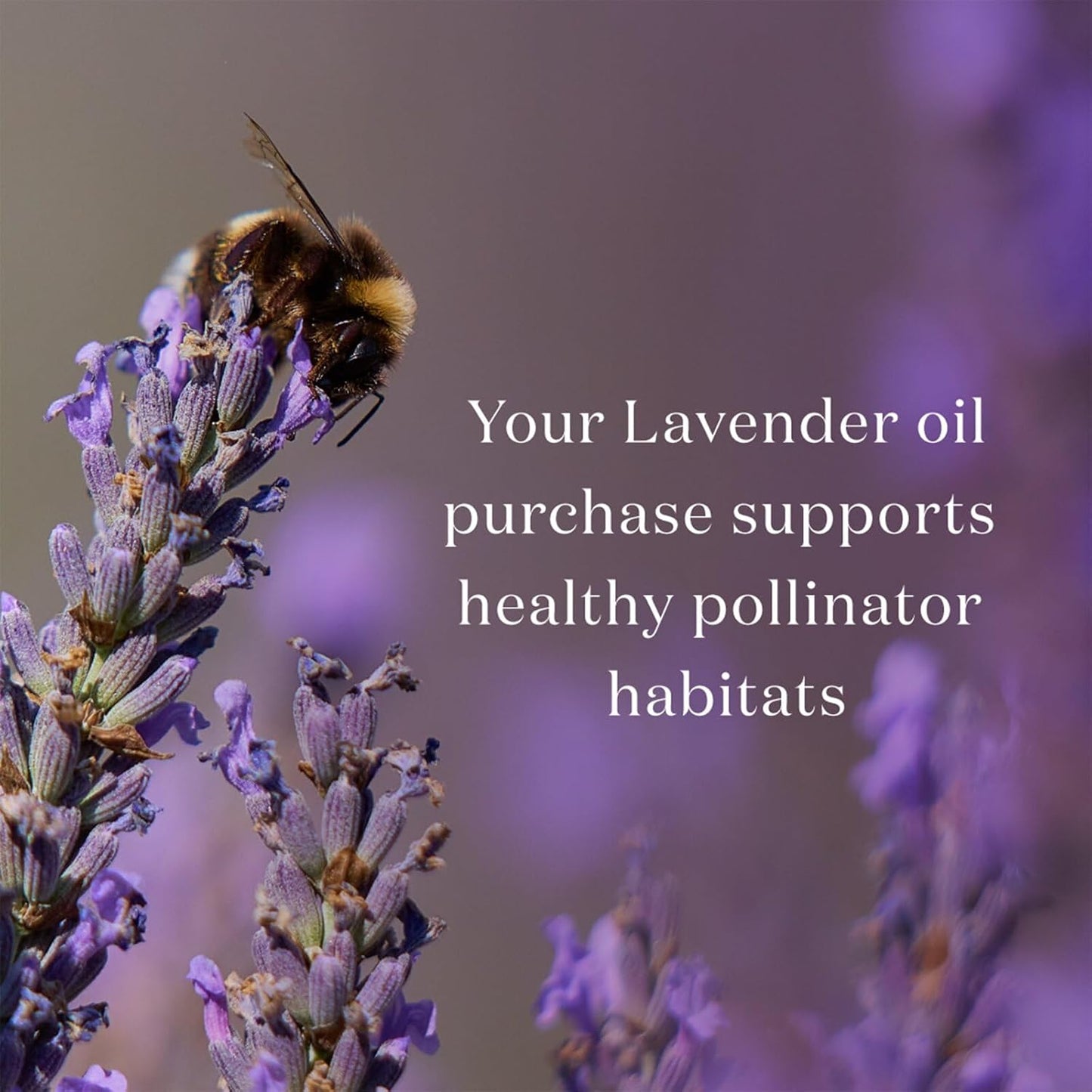 Young Living Lavender Essential Oil | 15 ml | Soothing & Relaxing Aroma for Massage, Aromatherapy, & Skin Care | Calms the Mind & Enhances Relaxation | Authentic Fragrance for Perfume