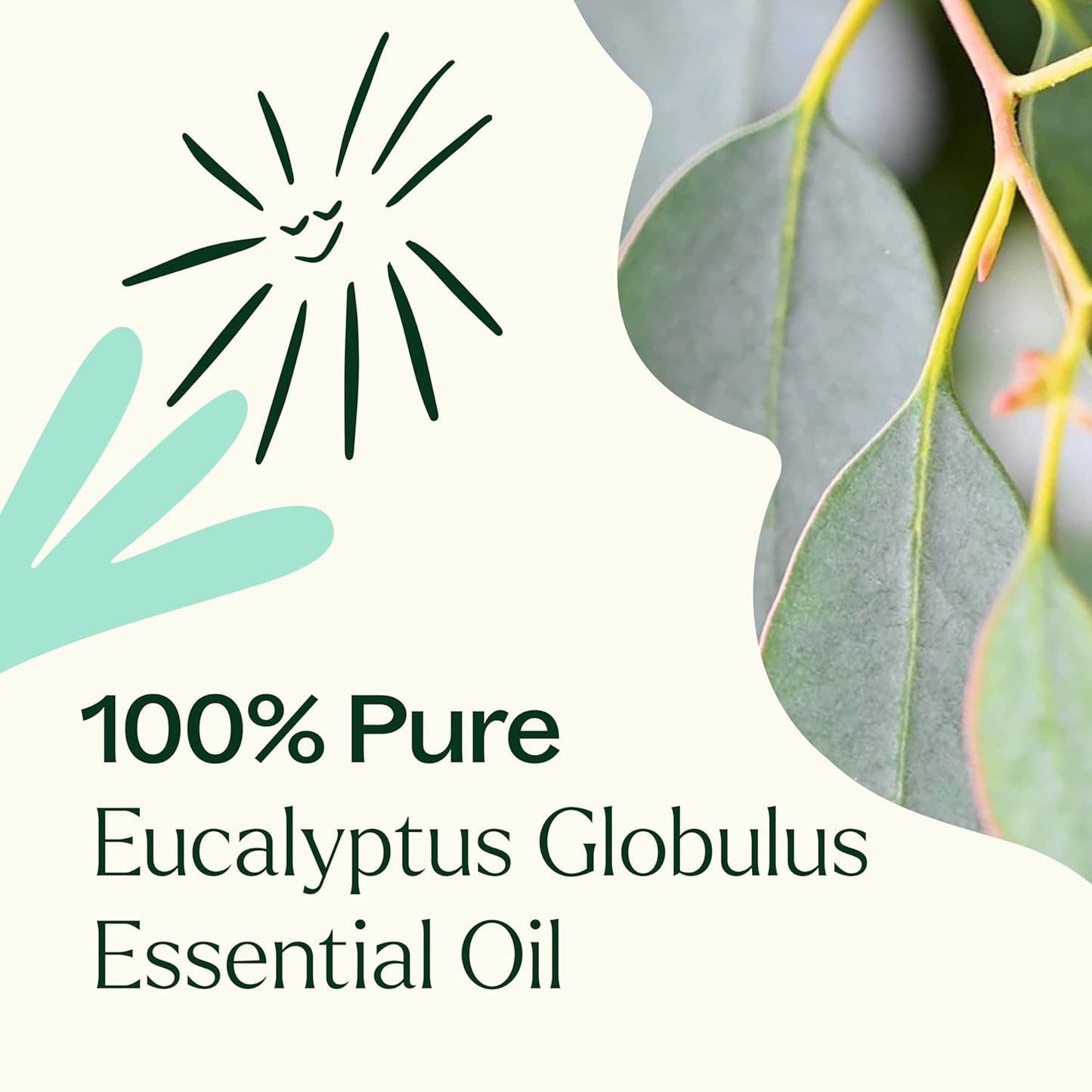 Plant Therapy Eucalyptus Globulus Essential Oil, 30 mL (1 oz), for Diffuser, Skin, Hair, Aromatherapy DIYs, and Clear Breathing, 100% Pure and Undiluted Essential Oil