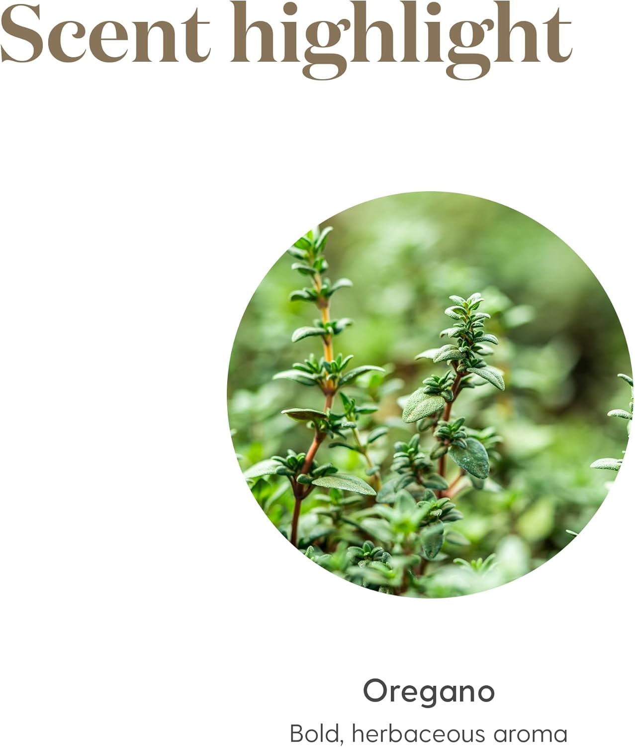 Young Living Oregano Essential Oil | 5 ml | Bold Herbal Aroma for Diffuser, Massage & Aromatherapy | Single Essential Oil with Warm, Spicy Herb Fragrance
