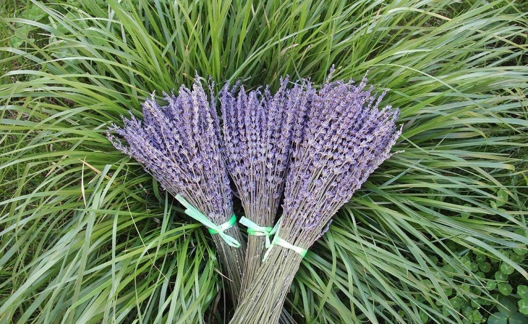 TooGet Lavender Dried Ultra Blue Bundles 400+ Stems (16" - 18" Long) for Home Decor, Crafts, Gift,Wedding or Any Occasion