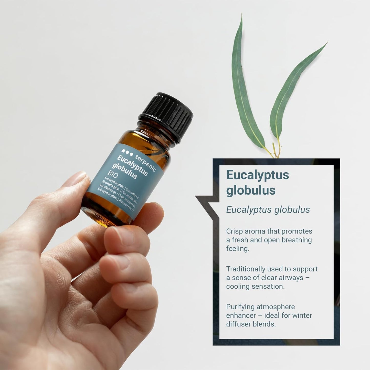 Organic Eucalyptus Globulus Essential Oil, 0.3 fl oz