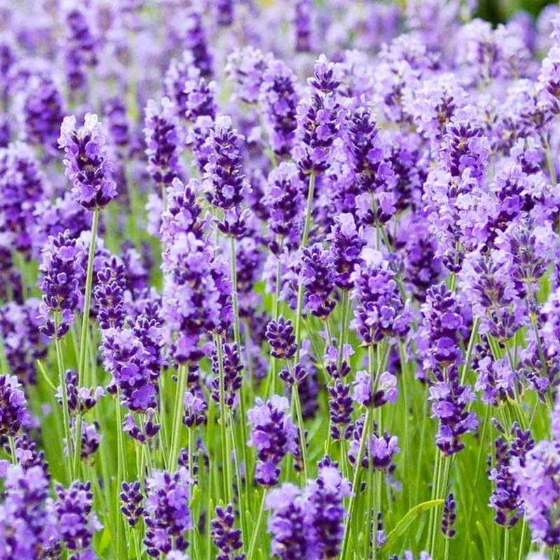 6000Pcs Lavender Seeds (English Lavender) - Perennial Herb, Non-GMO Heirloom Seeds for Planting, Fragrant Purple Flowers for Garden