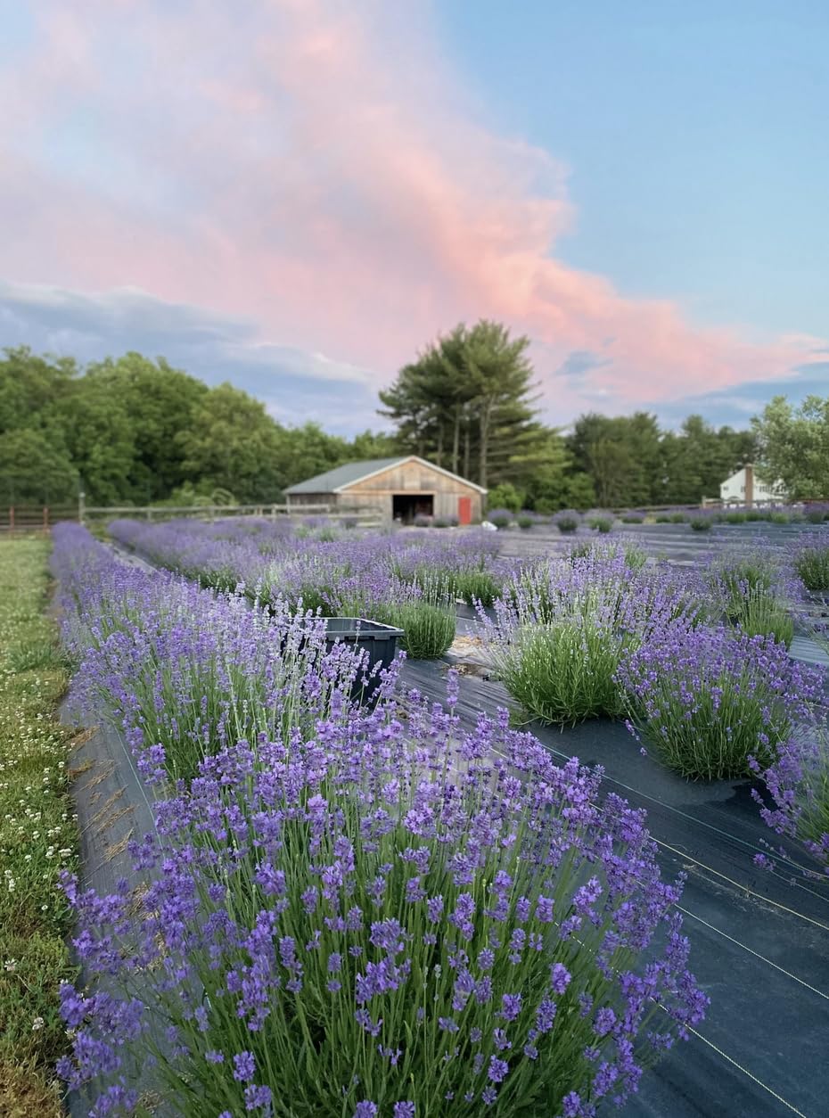 Blue Spruce Pillow/Linen/Body Spray by Fairy Greens Lavender Farm in Ellicott City, MD | All Natural | 2oz Amber Bottle