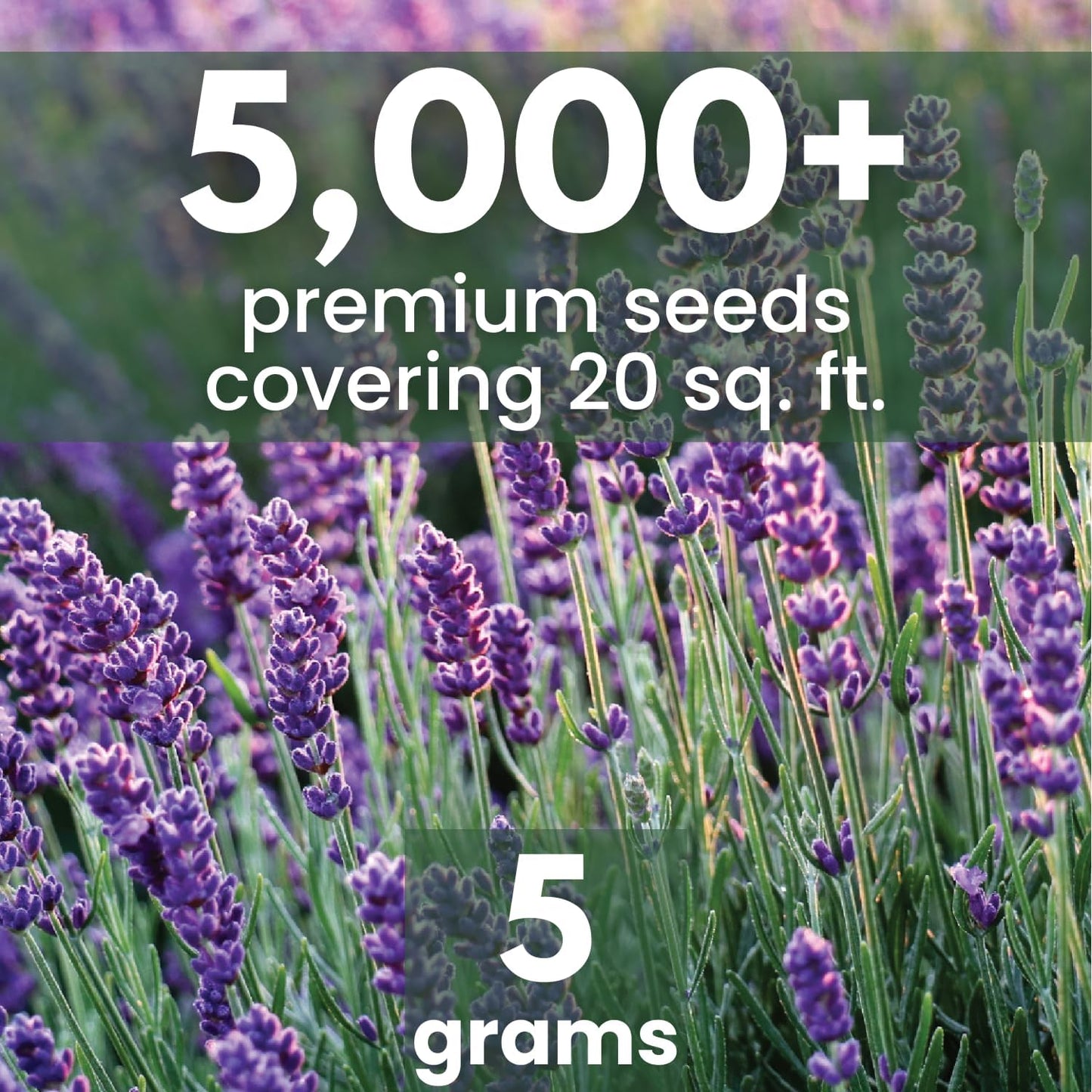 Lavender – 5,000 Seeds for Planting – 2026 Season – 5 Gram Pouch