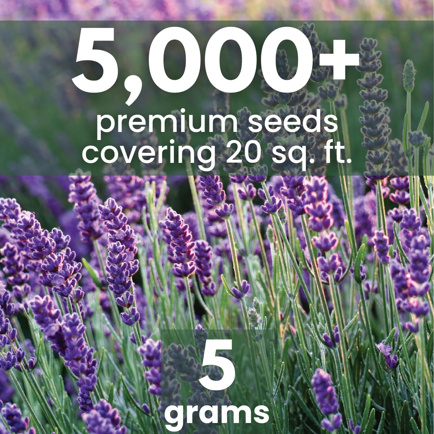 Lavender – 5,000 Seeds for Planting – 2026 Season – 5 Gram Pouch