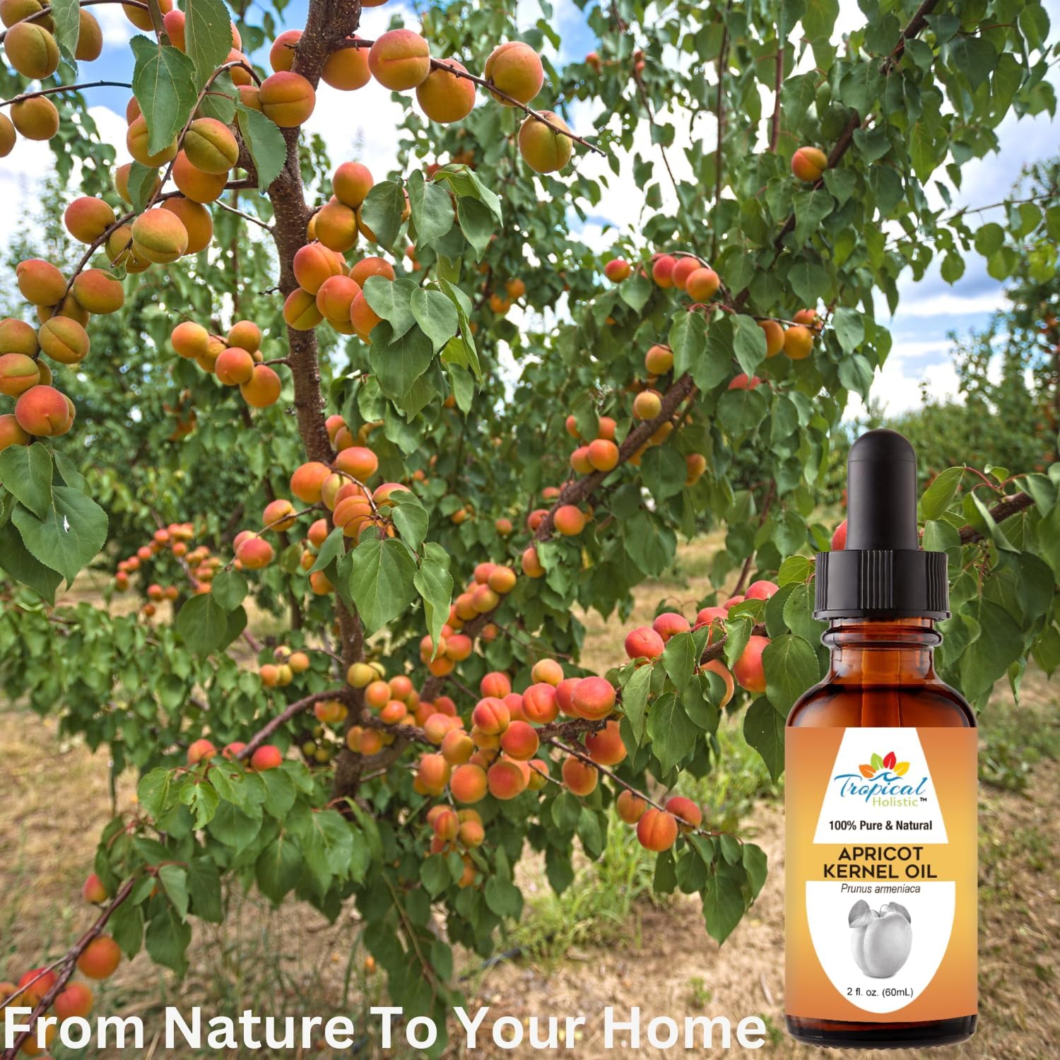Tropical Holistic 100% Pure Organic Apricot Kernel Oil, 2 oz - Natural Cold-Pressed Apricot Seed Oil from Turkey - Ideal for Massage, Skincare, Hair, Body, Aromatherapy for Men & Women